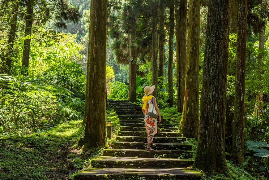 諮商心理師眼中的森林療癒：為什麼身體比大腦更早知道答案